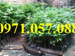 CÂY GIỐNG SƯA ĐỎ